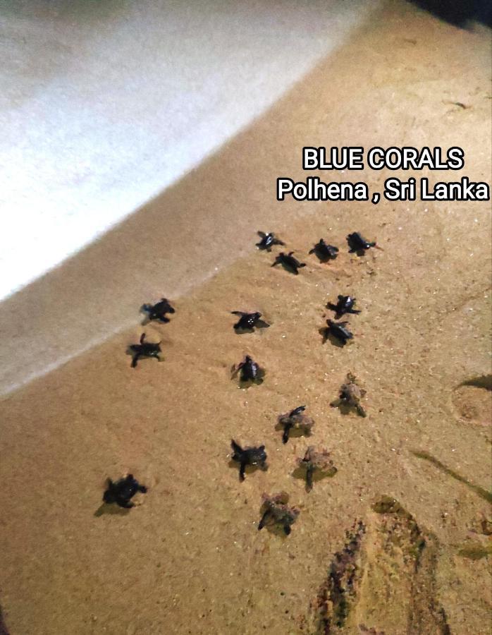 Blue Corals Beach Bungalow 마타라 외부 사진