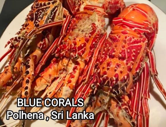 Blue Corals Beach Bungalow 마타라 외부 사진