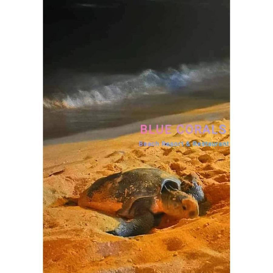Blue Corals Beach Bungalow 마타라 외부 사진